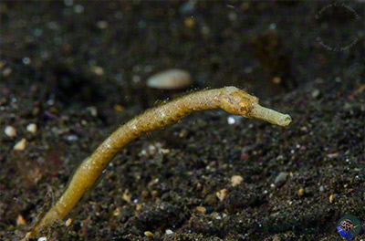 Trachyrhamphus bicoarctatus