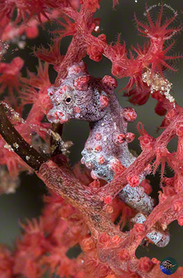 Hippocampus bargibanti