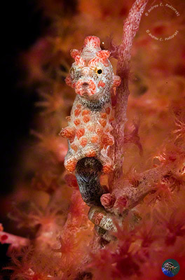 Hippocampus bargibanti