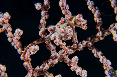 Hippocampus bargibanti