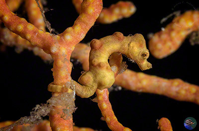 Hippocampus bargibanti - yellow form