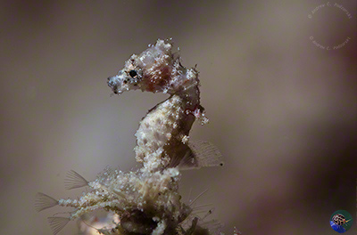 Hippocampus satomiae