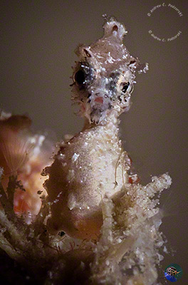 Hippocampus satomiae