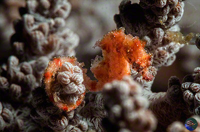 Hippocampus waleanus