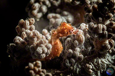 Hippocampus waleanus