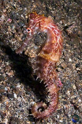 Hippocampus alatus