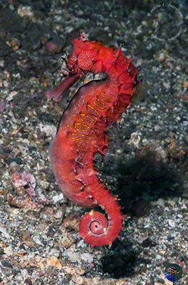 Hippocampus histrix