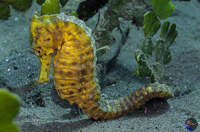 Hippocampus kuda