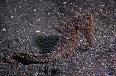 Hippocampus taeniopteris