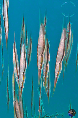 Centriscus strigatus