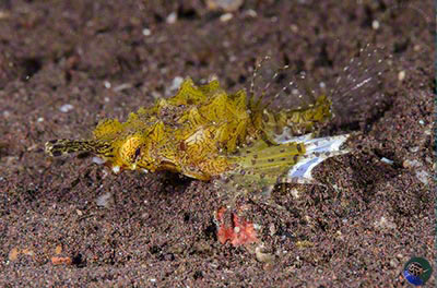 Eurypegasus draconis