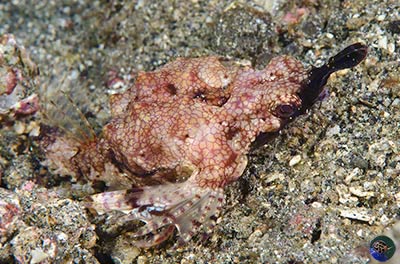 Eurypegasus draconis