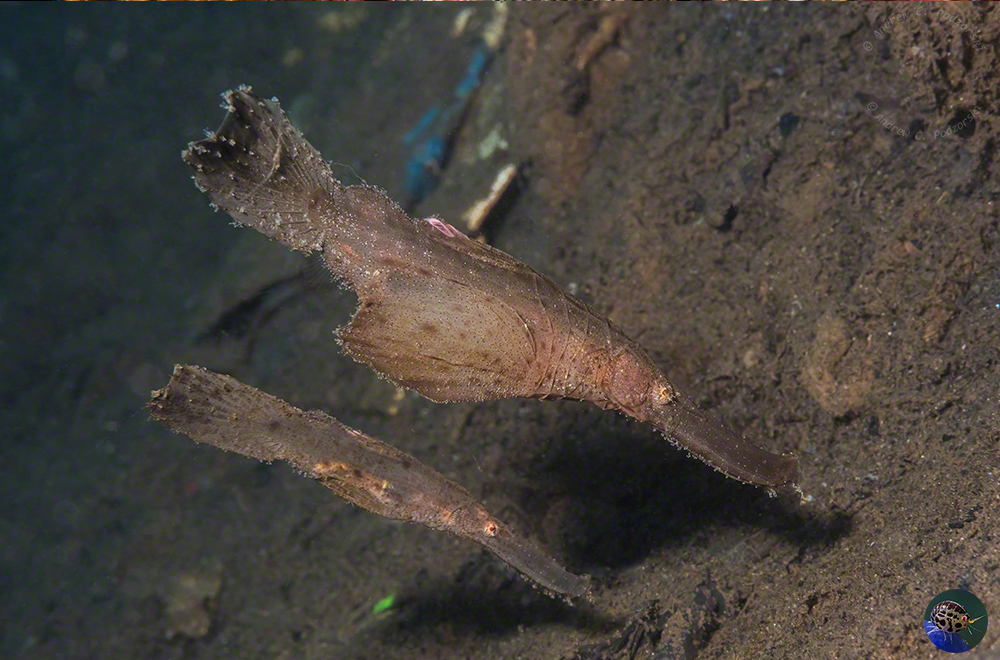 Solenostemus cyanopterus - small male, large female