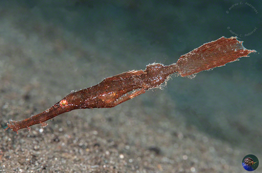 Solenostemus cyanopterus - post pelagic stage