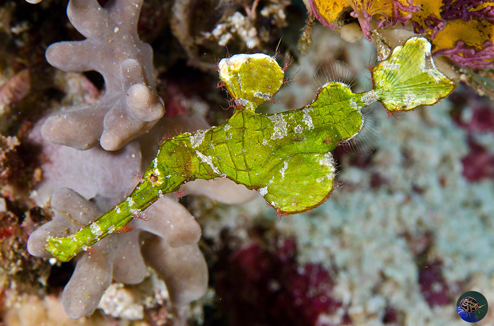Solenostoma halimeda