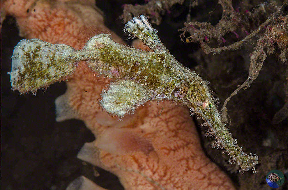 Solenostomus paegnius