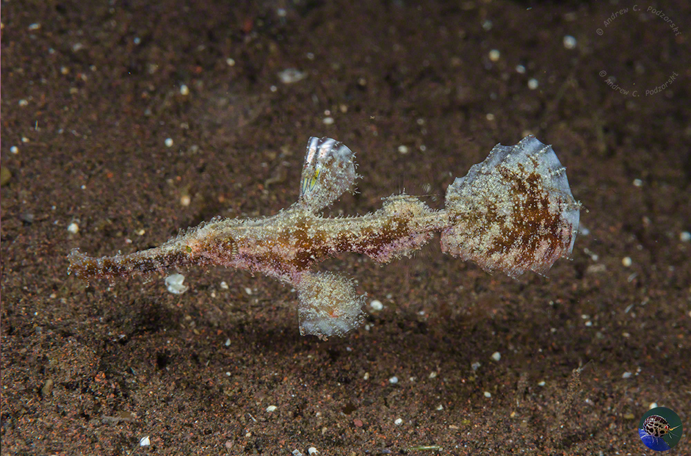 Solenostomus paegnius