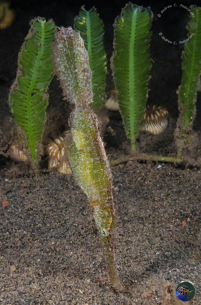 Solenostomus paegnius - well camoflaged