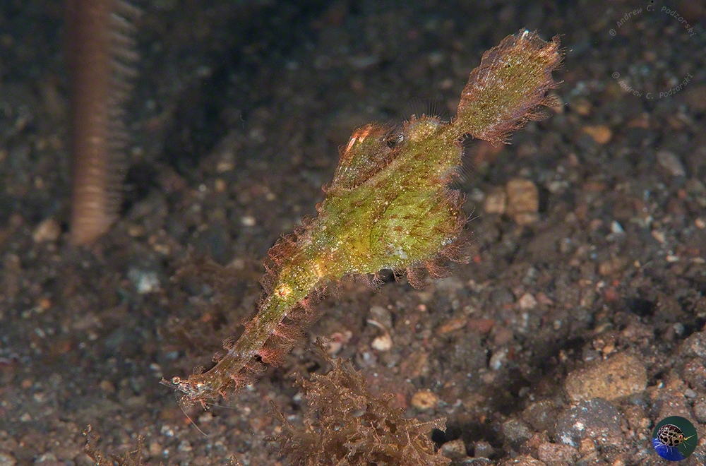 Solenostomus paegnius