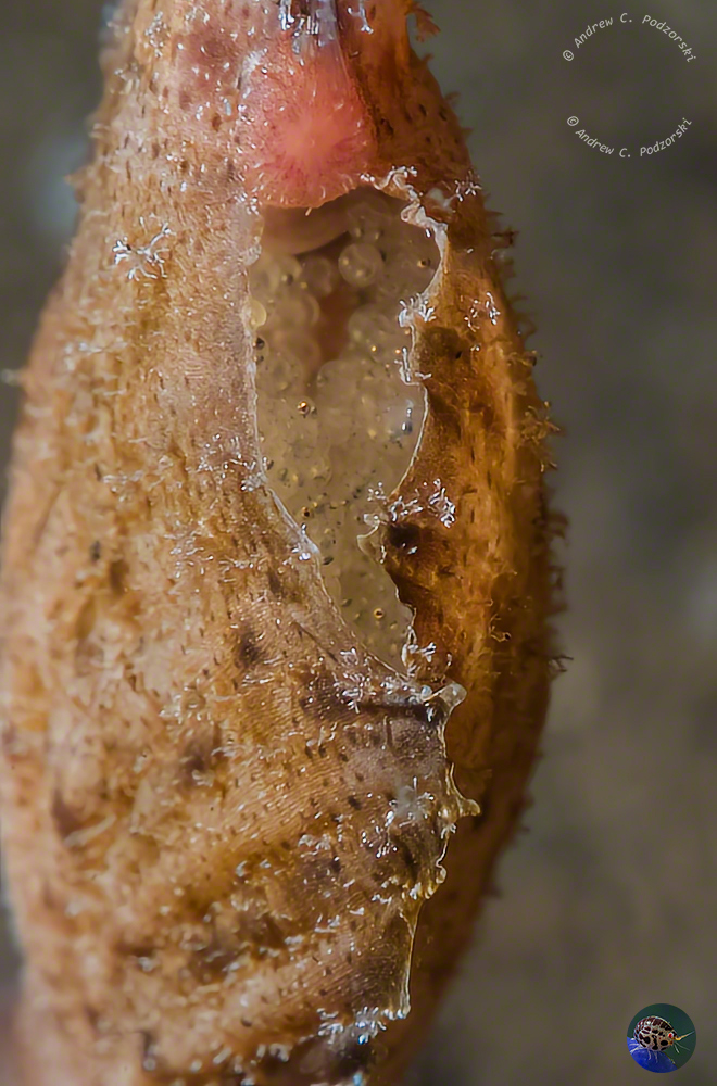 Solenostomus paegnius - egg pouch