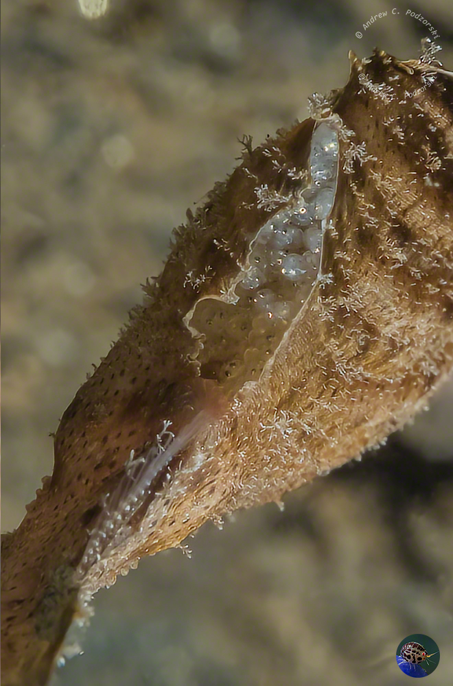 Solenostomus paegnius - egg pouch