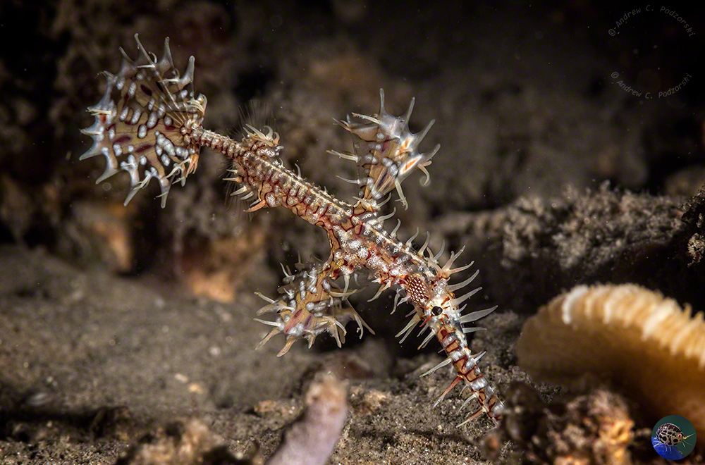 Solenostomus paradoxus pre-adult