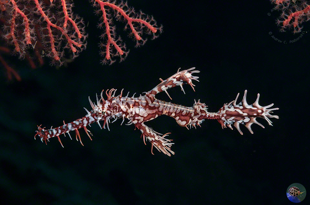 Solenostomus paradoxus - male