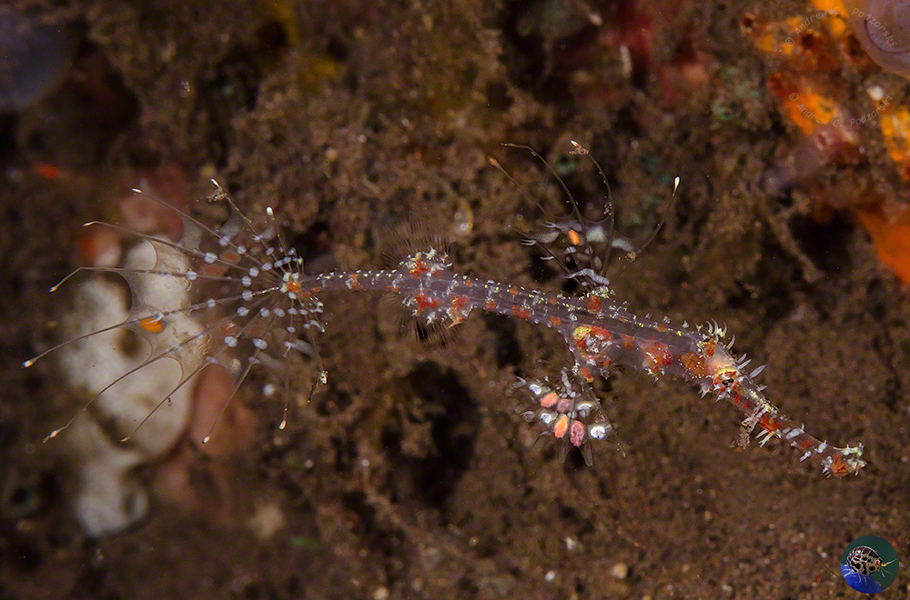 Solenostomus paradoxus juvenile