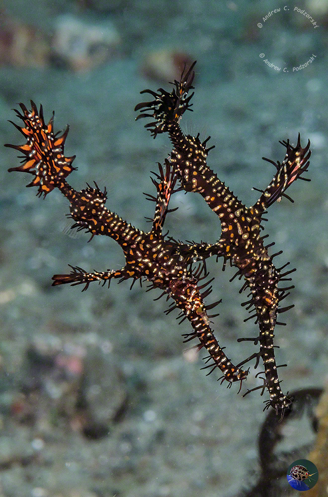 Solenostomus paradoxus males