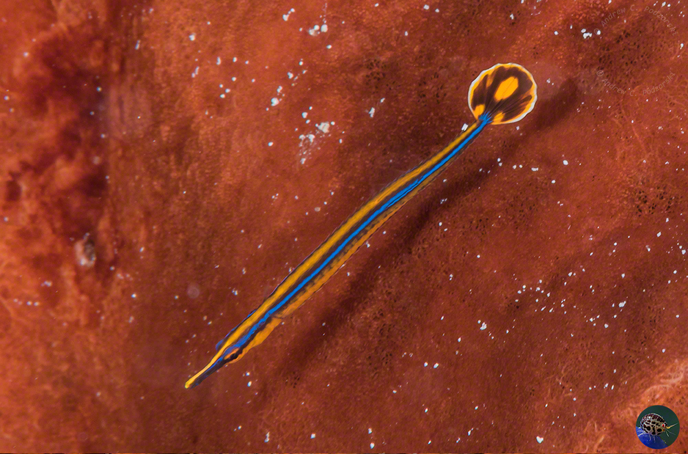 Doryrhamphus japonicus