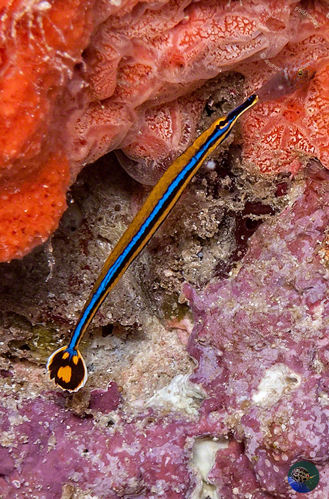 Doryrhamphus japonicus