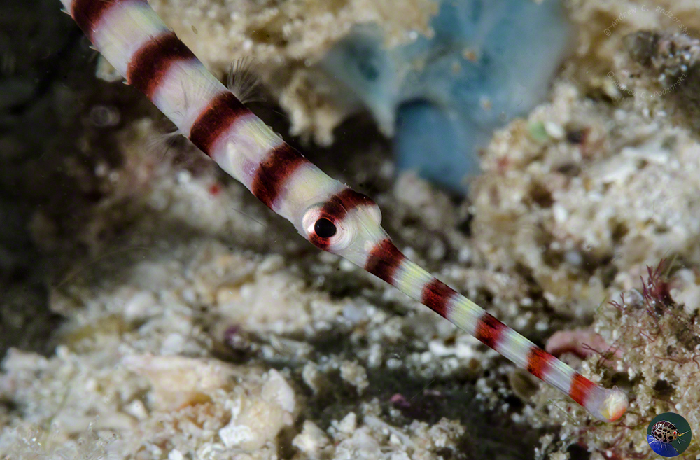 Dunkerocampus dactyliophorus