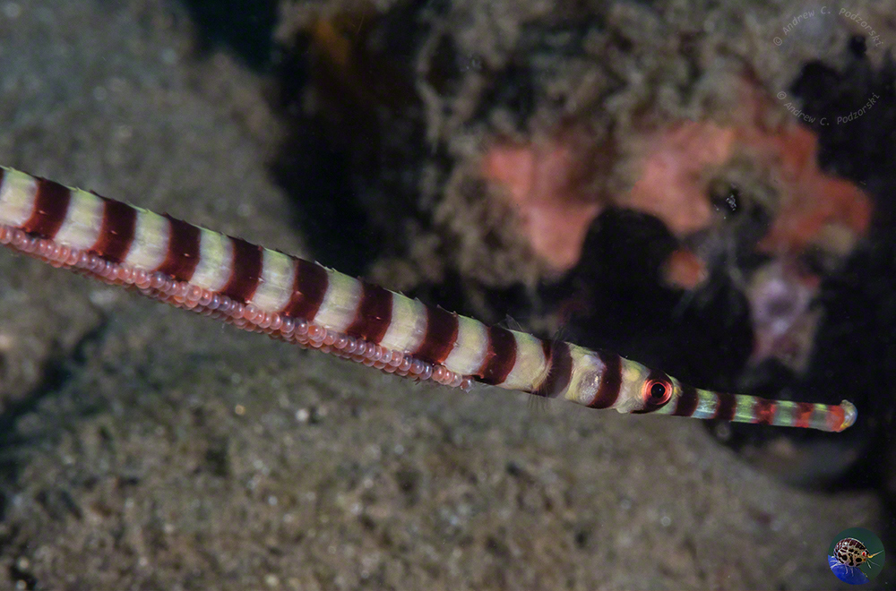 Dunkerocampus dactyliophorus - with eggs