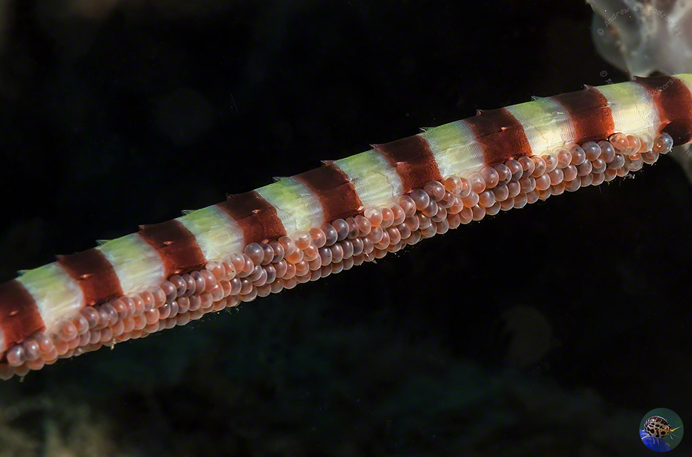 Dunkerocampus dactyliophorus - with eggs