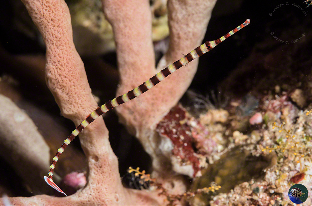 Dunkerocampus dactyliophorus