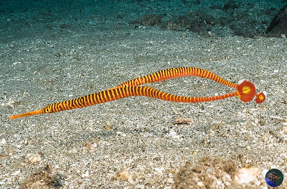Dunkerocampus pessuliferus - male with eggs