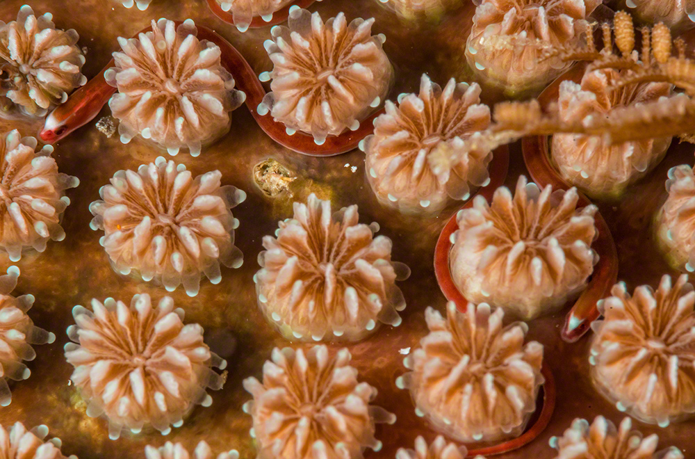 Bulbonaricus davoensis