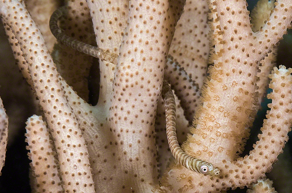 Siokunichtys breviceps