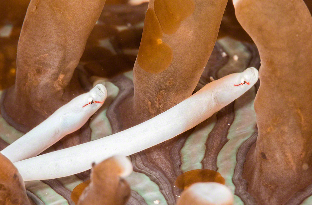 Siokunichtys nigrolineatus