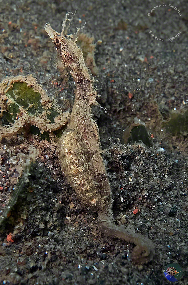 Acentoneura breviperula - brooding male