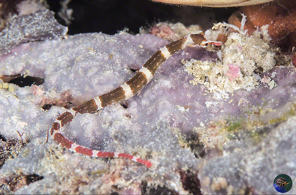 Corythoichthys amplexus