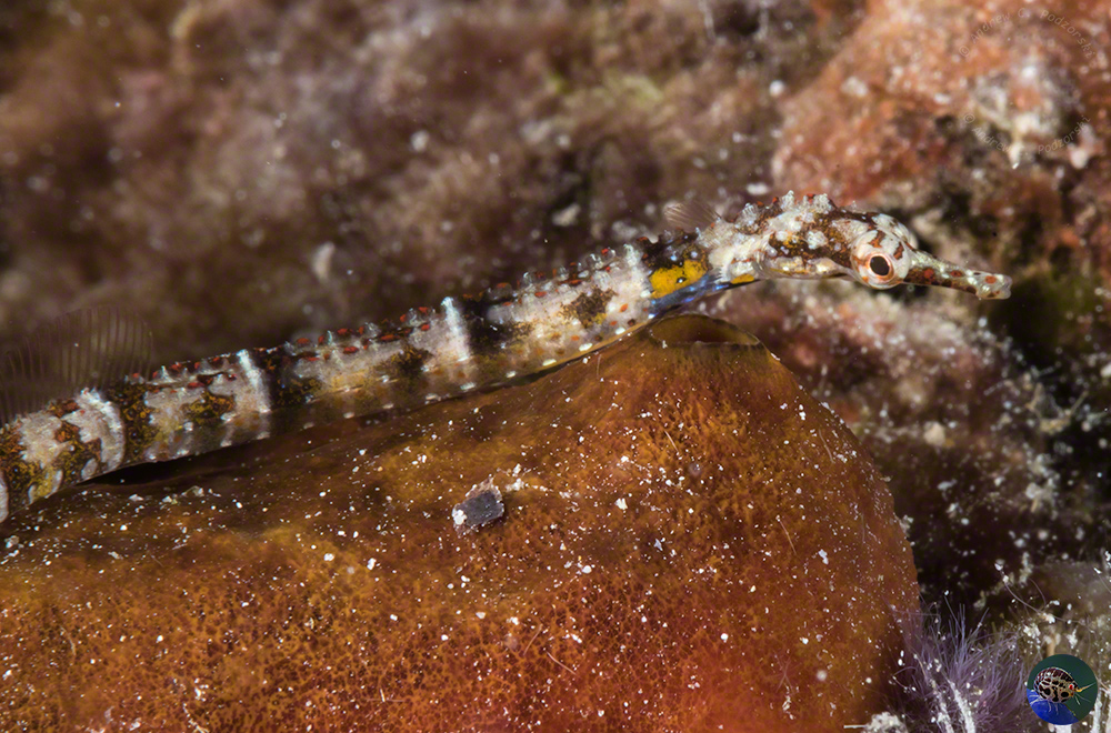 Corythoichthys benedetto