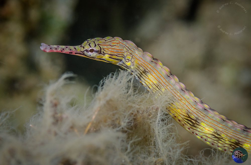 Corythoichthys haematopterus