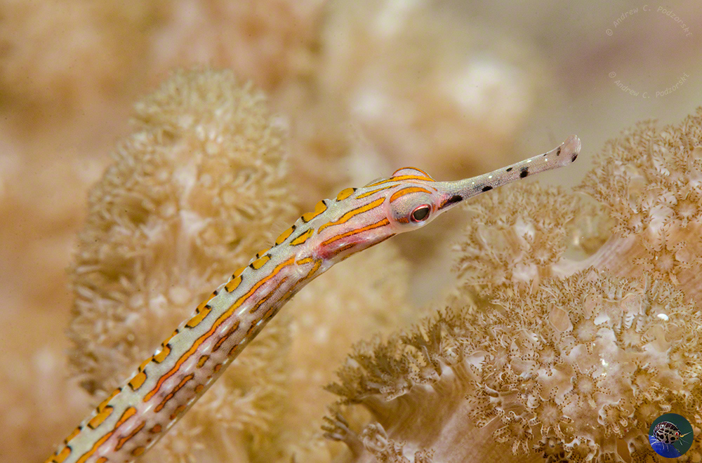 Corythoichthys ocellatus