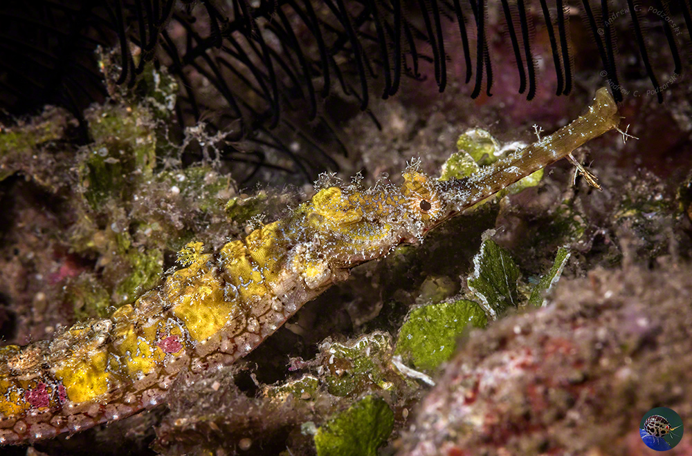 Halicampus macrorhynchus