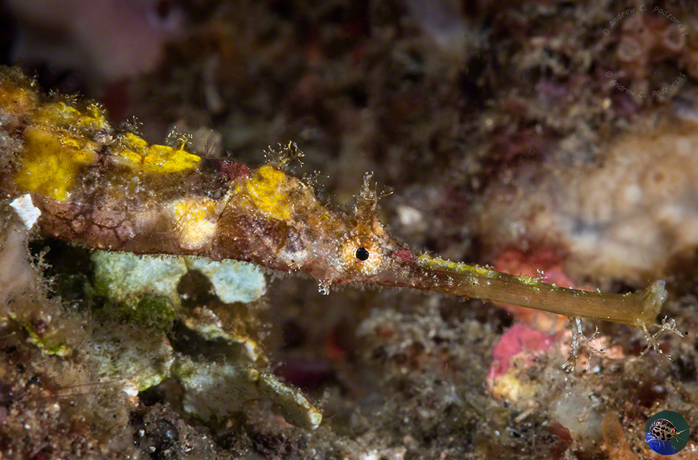 Halicampus macrorhynchus