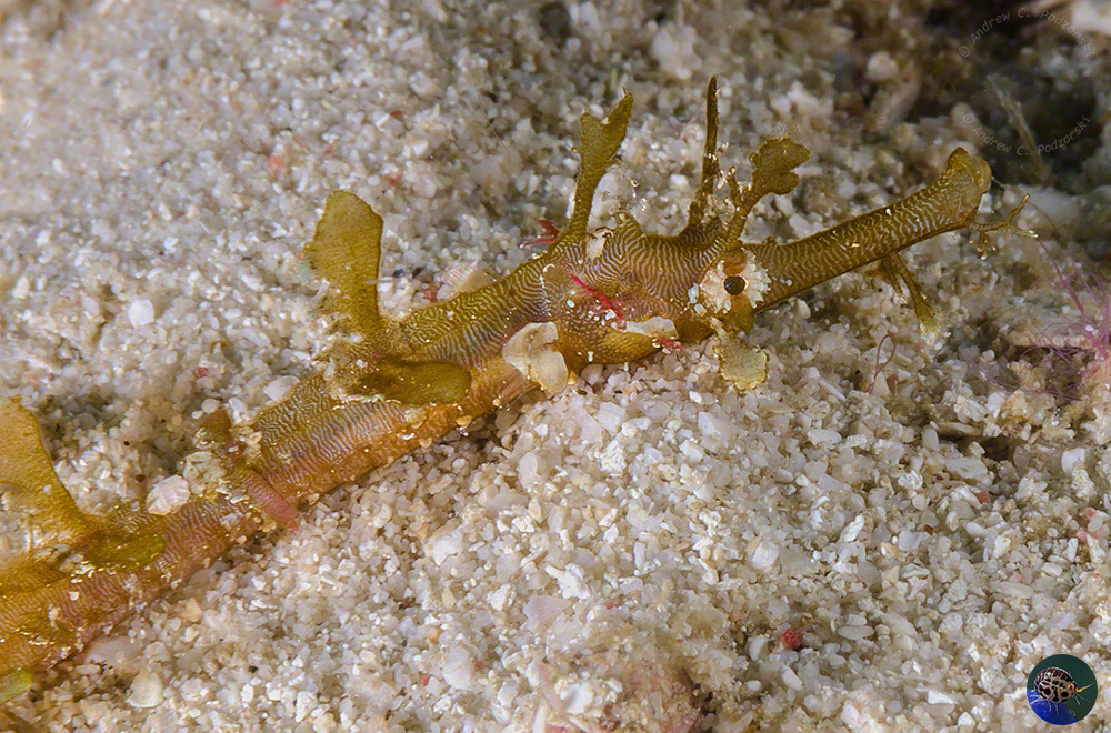 Halicampus macrorhynchus - juvenile