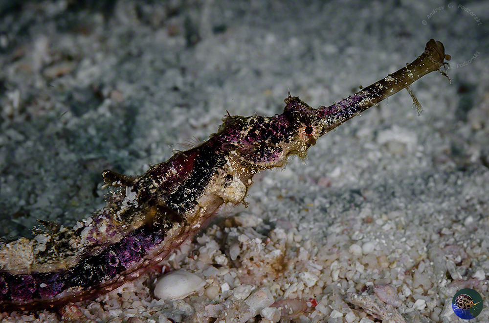 Halicampus macrorhynchus