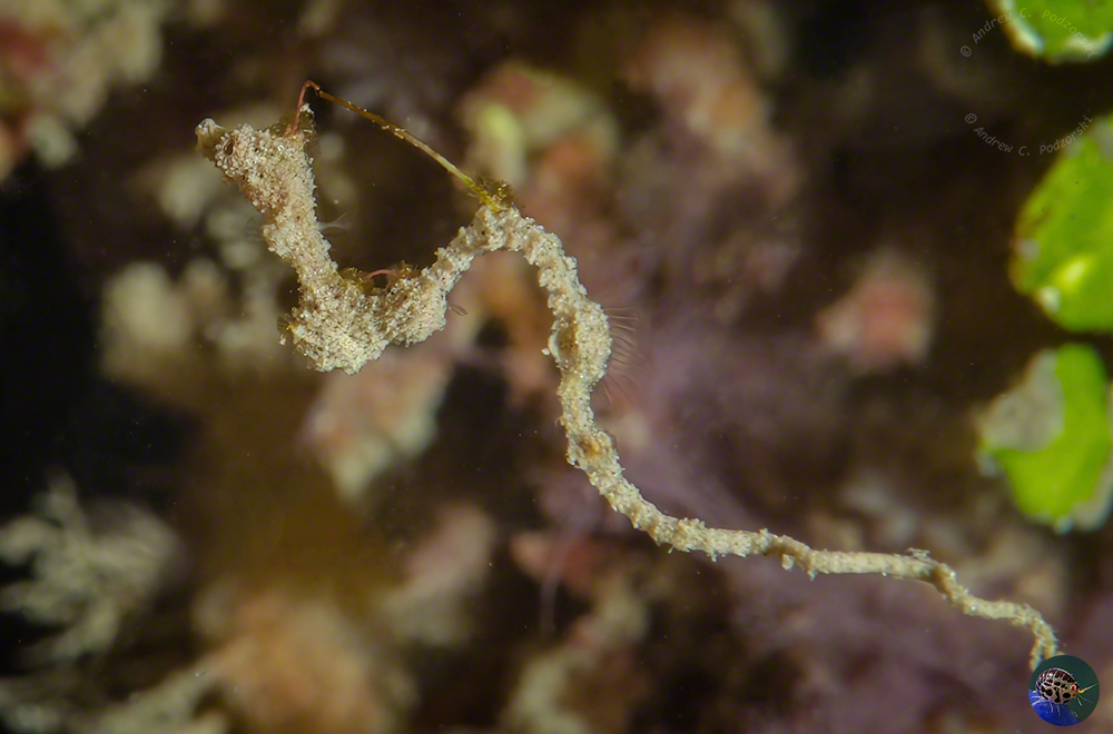 Kyonemichthys rumengani