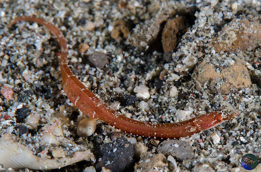 Nannocampus sp. - male